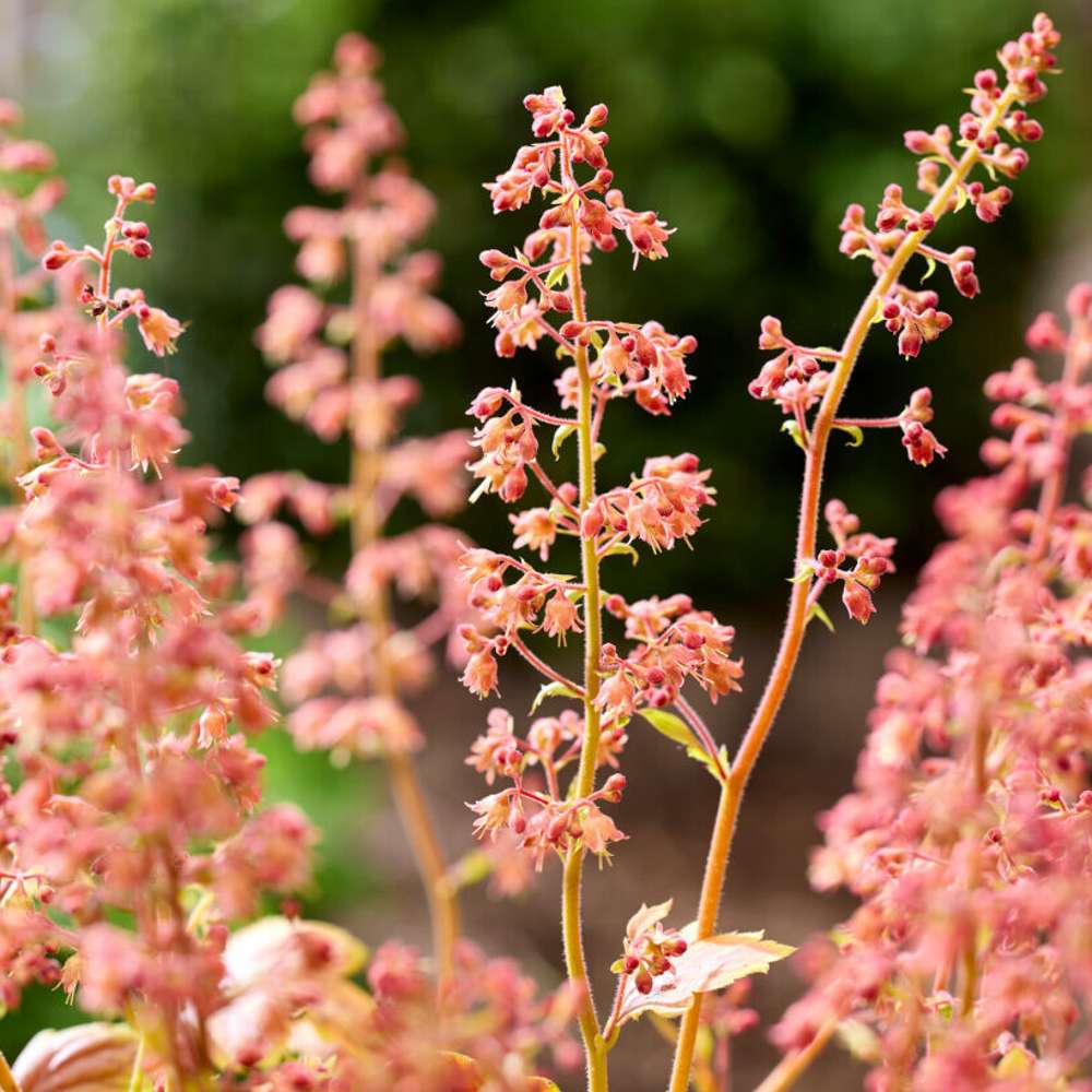 Alunrod 'Eternal Flame' (Heuchera)